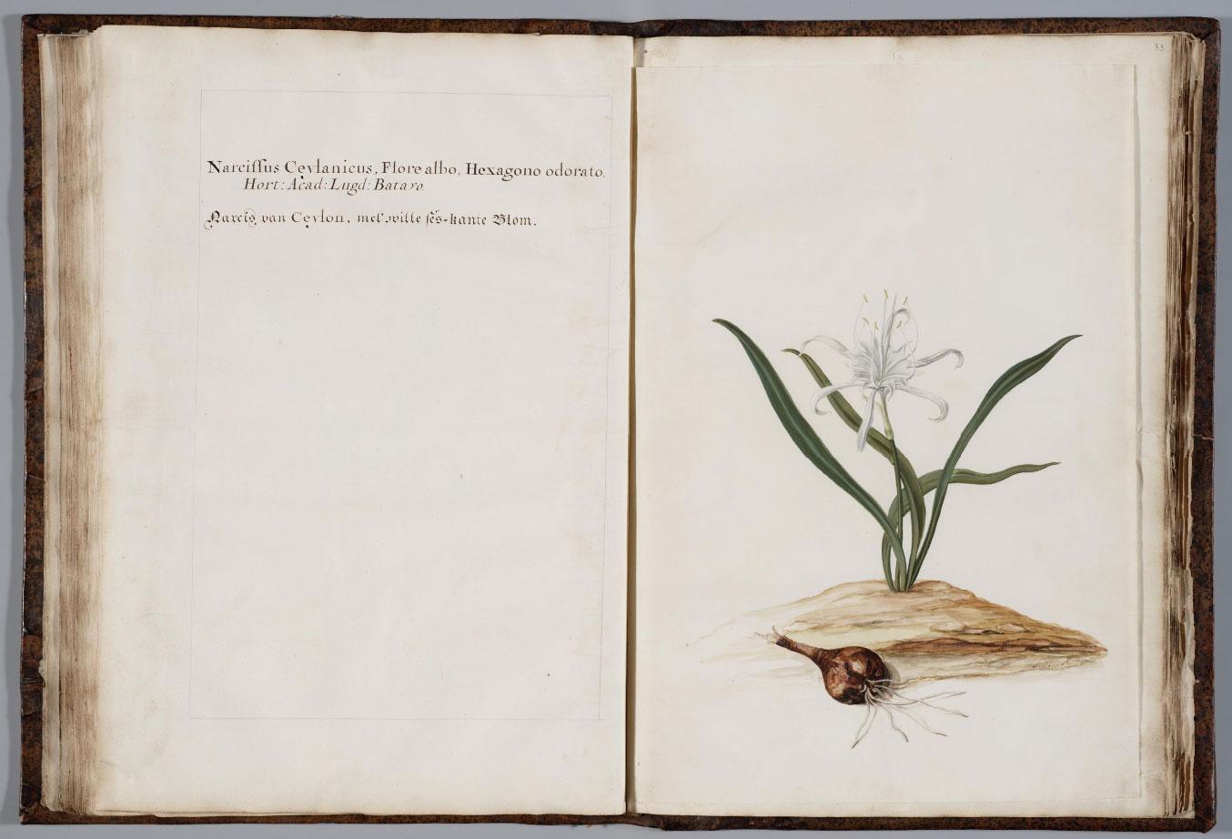 Narcissus Ceylanicus, Flore albo, Hexagono odorato. Moninckx Atlas, vol. I, Amsterdam, ca. 1687-1690, Allard Pierson Museum, Amsterdam.