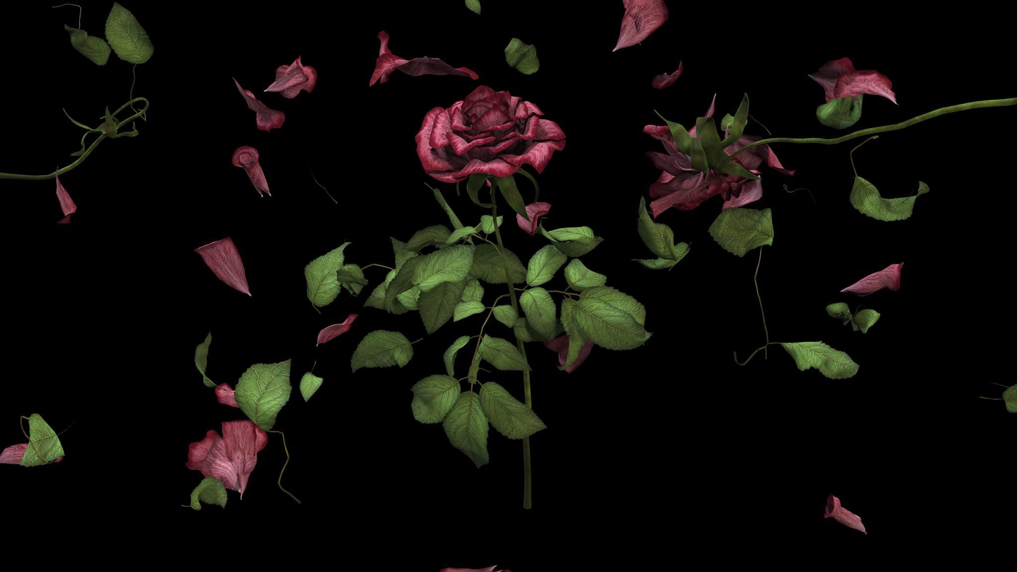 Marina Núñez, Ηρωικά άνθη (τριαντάφυλλο), στιγμιότυπο από βίντεο (3).
